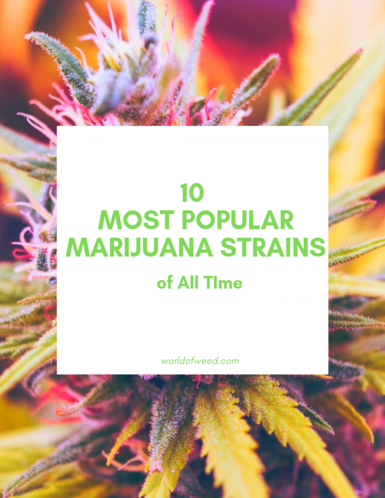 10 Most Popular Marijuana Strains Of All Time | World Of Weed