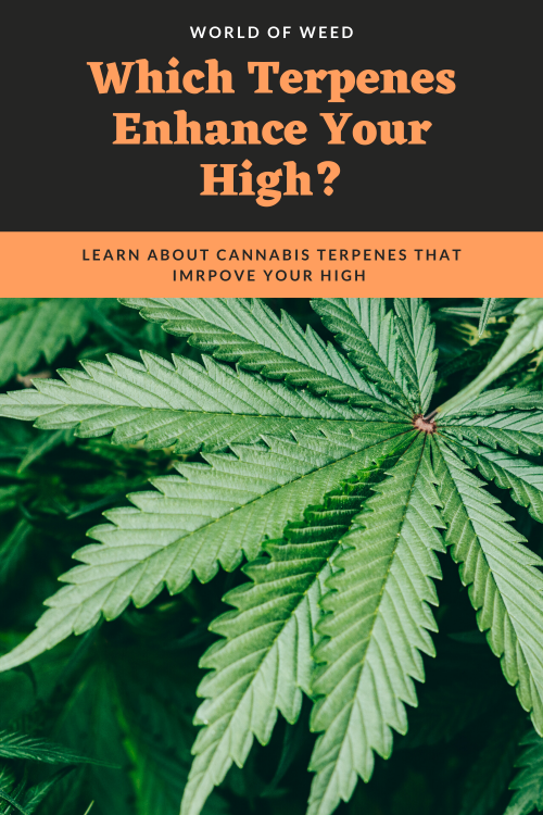 Which Terpenes Enhance Your High? | World Of Weed