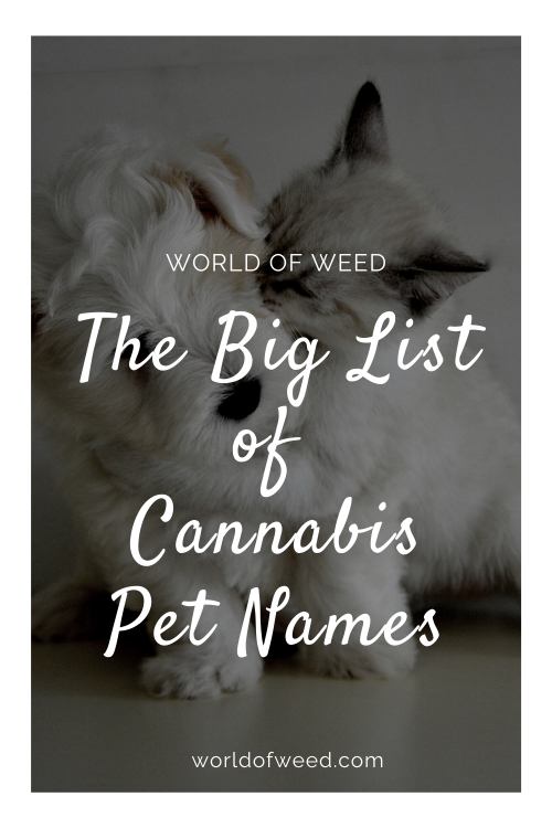 the-big-list-of-cannabis-pet-names-world-of-weed