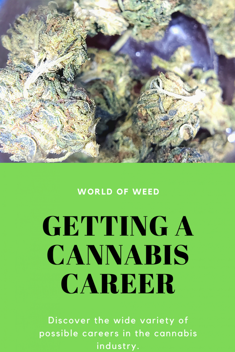 Getting a Cannabis Career | World Of Weed